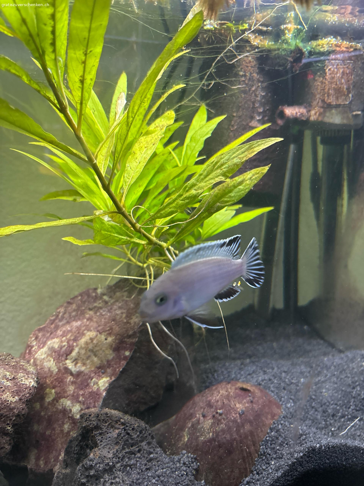 1 Eisblauer Malawi Buntbarsch. 1 Eisblauer Malawi Buntbarsch Gratis zum Abholen. Noch nicht ausgewachsen ca. 2 Jahre alt.