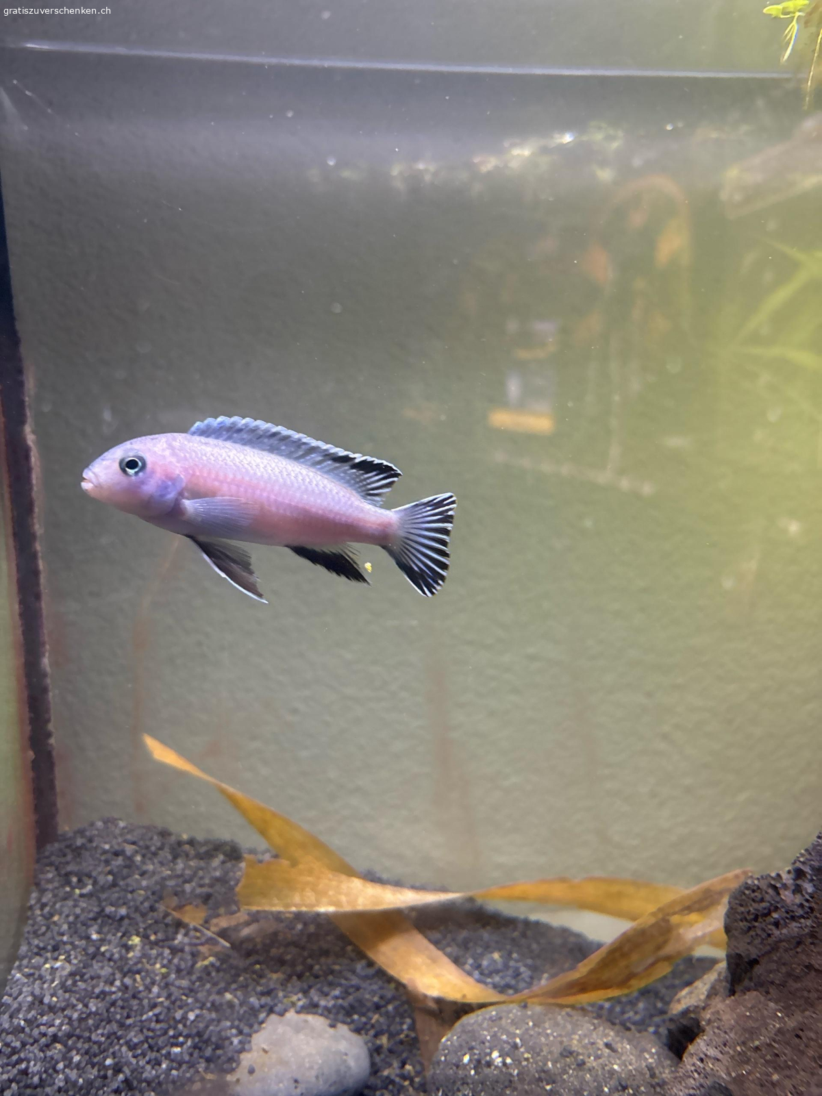 1 Eisblauer Malawi Buntbarsch. 1 Eisblauer Malawi Buntbarsch Gratis zum Abholen. Noch nicht ausgewachsen ca. 2 Jahre alt.