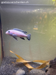 1 Eisblauer Malawi Buntbarsch. 1 Eisblauer Malawi Buntbarsch Gratis zum Abholen. Noch nicht ausgewachsen ca. 2 Jahre alt.