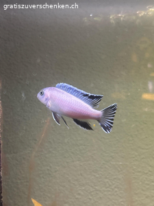 1 Eisblauer Malawi Buntbarsch. 1 Eisblauer Malawi Buntbarsch Gratis zum Abholen. Noch nicht ausgewachsen ca. 2 Jahre alt.