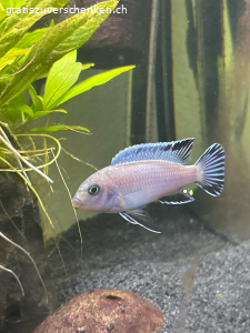 1 Eisblauer Malawi Buntbarsch. 1 Eisblauer Malawi Buntbarsch Gratis zum Abholen. Noch nicht ausgewachsen ca. 2 Jahre alt.