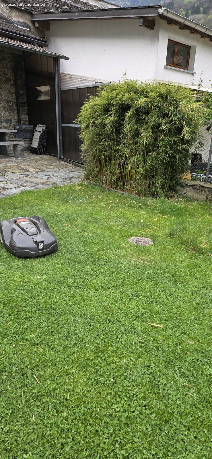 Bambus Fargesia robusta Campbell. Ich verschenke einen grossen Bambus Fargesia robusta Campbell, ca. 4m hoch.  
Da ich meinen Garten umgestalte, muss er weichen.

Abholung:  
Wer Erfahrung mit dem Ausgraben von Bambus hat, kann ihn gerne selbst ausgraben und gratis mitnehmen.  

Bei Interesse einfach melden
