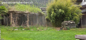 Bambus zu verschenken. Ich verschenke einen grossen Bambus Fargesia robusta Campbell, ca. 4m hoch.  
Da ich meinen Garten umgestalte, muss er weichen.

Details:  
- Horstbildend (keine Ausläufer)  
- Sehr robust, ideal als Sichtschutz  
- Standort aktuell in Cama (GR)

Abholung:  
Wer Erfahrung mit dem Ausgraben von Bambus hat, kann ihn gerne selbst ausgraben und gratis mitnehmen.