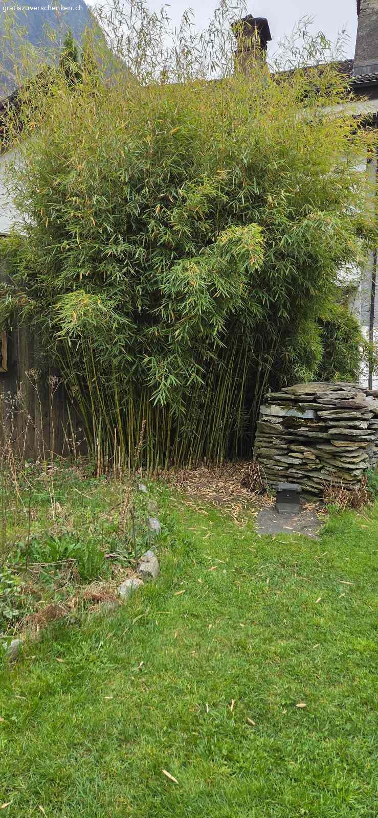 Bambus zu verschenken. Ich verschenke einen grossen Bambus Fargesia robusta Campbell, ca. 4m hoch.  
Da ich meinen Garten umgestalte, muss er weichen.

Details:  
- Horstbildend (keine Ausläufer)  
- Sehr robust, ideal als Sichtschutz  
- Standort aktuell in Cama (GR)

Abholung:  
Wer Erfahrung mit dem Ausgraben von Bambus hat, kann ihn gerne selbst ausgraben und gratis mitnehmen.