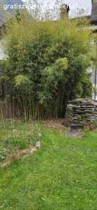 Bambus zu verschenken. Ich verschenke einen grossen Bambus Fargesia robusta Campbell, ca. 4m hoch.  
Da ich meinen Garten umgestalte, muss er weichen.

Details:  
- Horstbildend (keine Ausläufer)  
- Sehr robust, ideal als Sichtschutz  
- Standort aktuell in Cama (GR)

Abholung:  
Wer Erfahrung mit dem Ausgraben von Bambus hat, kann ihn gerne selbst ausgraben und gratis mitnehmen.