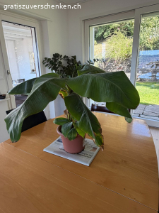 Bananenbaum