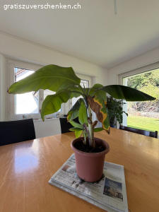 Bananenbaum