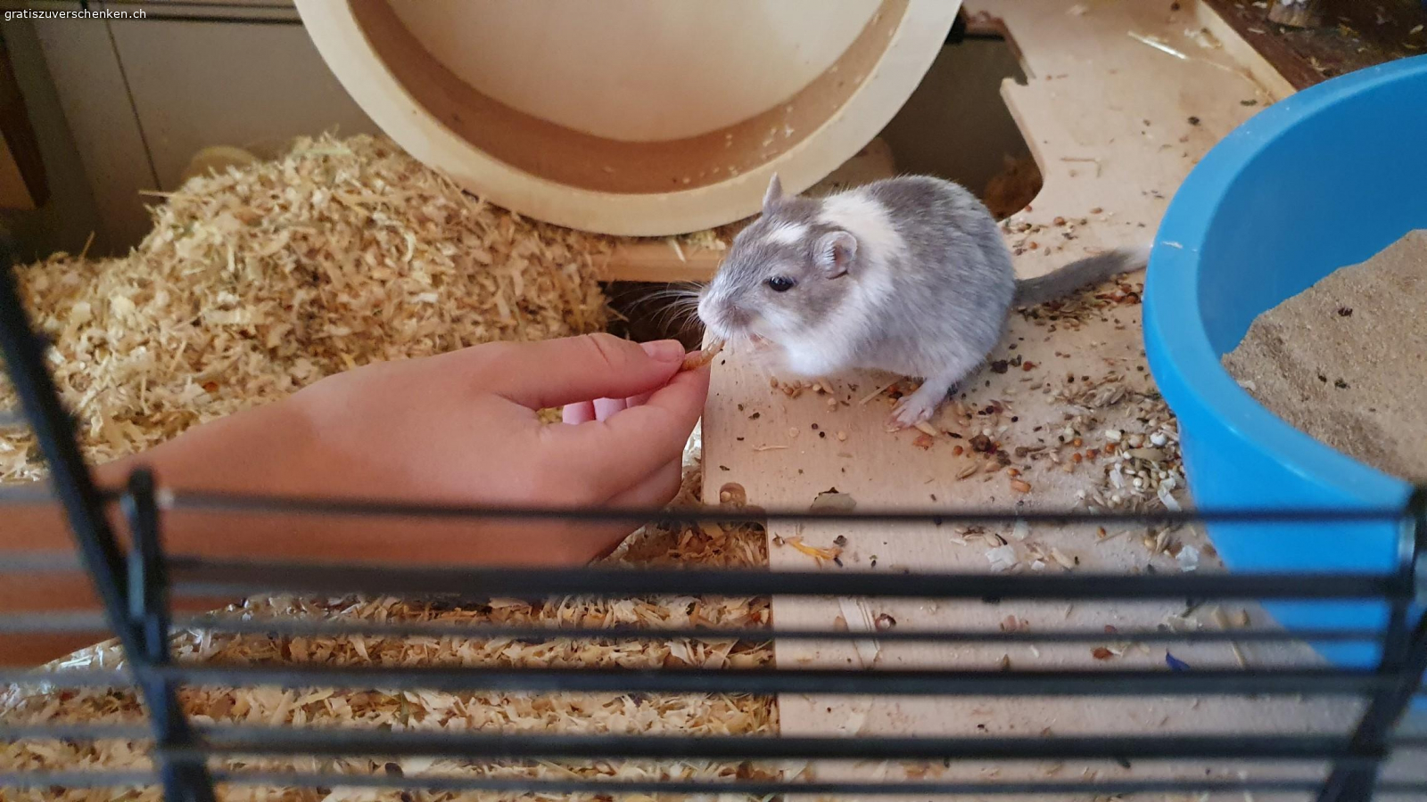 Dringend neues zuHause gesucht. chipsy hat seinen Bruder verloren und ist nun allein. suchen dringend ein neues Zuhause,da wir umziehen und keine Zeit für eine Vergesellschaftung haben