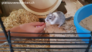 Dringend neues zuHause gesucht. chipsy hat seinen Bruder verloren und ist nun allein. suchen dringend ein neues Zuhause,da wir umziehen und keine Zeit für eine Vergesellschaftung haben