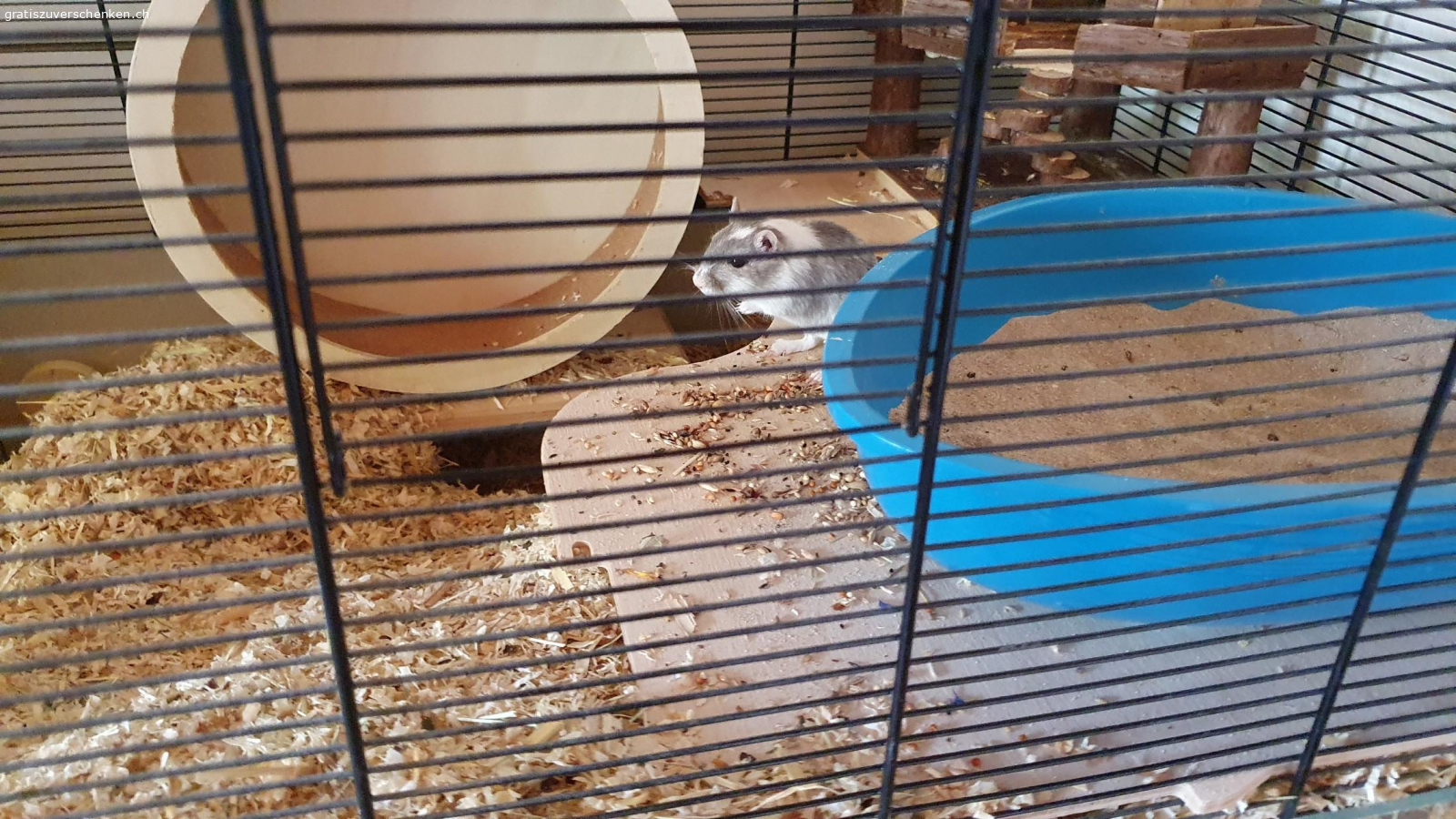 Dringend neues zuHause gesucht. chipsy hat seinen Bruder verloren und ist nun allein. suchen dringend ein neues Zuhause,da wir umziehen und keine Zeit für eine Vergesellschaftung haben