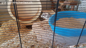 Dringend neues zuHause gesucht. chipsy hat seinen Bruder verloren und ist nun allein. suchen dringend ein neues Zuhause,da wir umziehen und keine Zeit für eine Vergesellschaftung haben