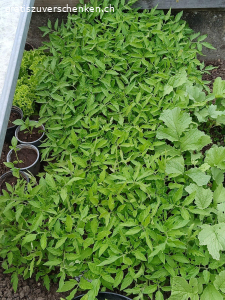 Gesunde Tomatensetzlinge zu verschenken