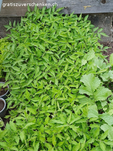 Gesunde Tomatensetzlinge zu verschenken