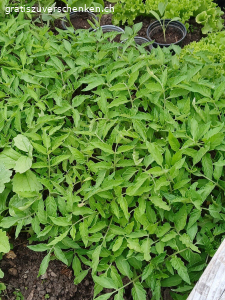 Gesunde Tomatensetzlinge zu verschenken