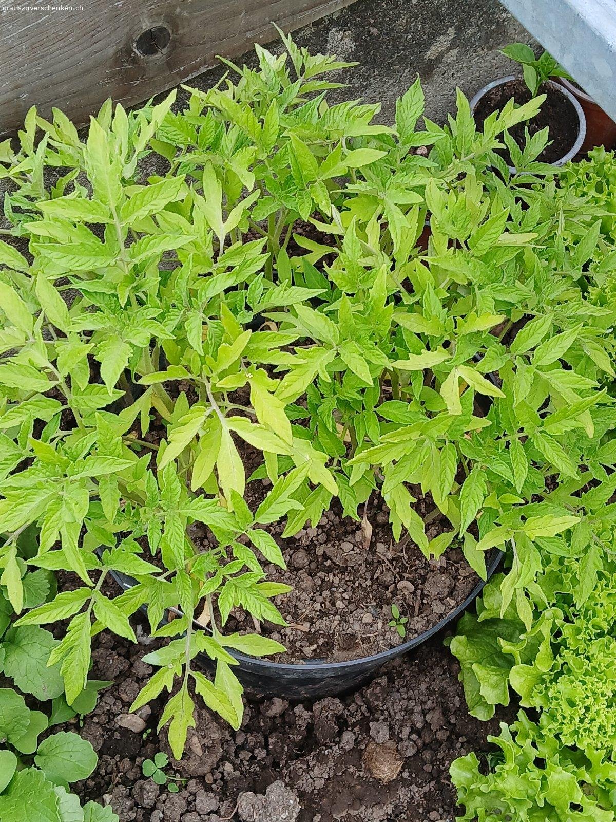 Gesunde Tomatensetzlinge zu verschenken. Gesunde Tomatensetzlinge zu verschenken. 
Max. 8-10  Stück / Käufer. Es hat solange es hat.