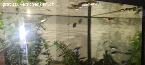 Guppys