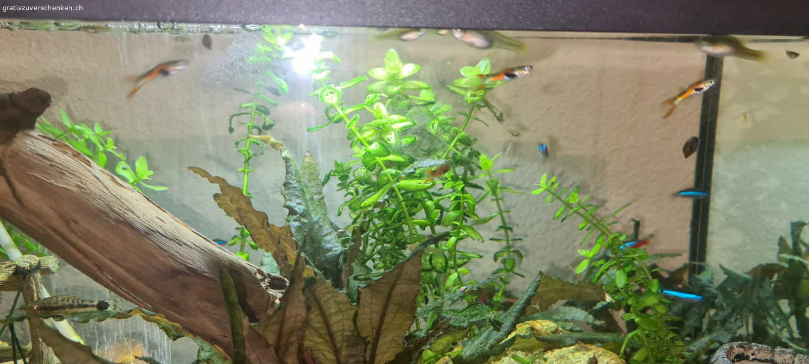 Guppys. junge Guppys suchen ein gutes zu hause