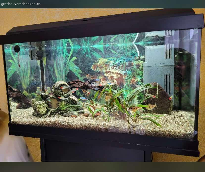 Komplettes 200 Liter hotsell Aquarium zwei Jahre alt