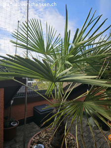 Palme 1.40cm/ schnell abholen!