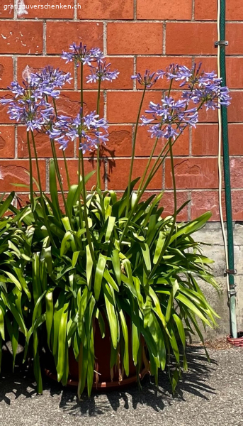 Schmucklilie inkl Topf