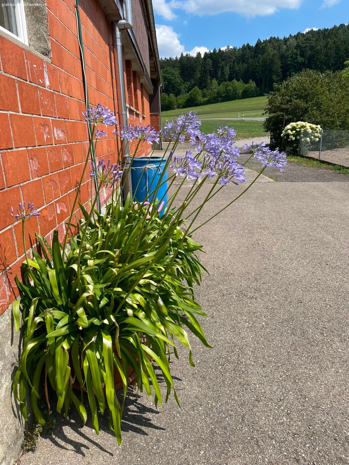 Schmucklilie inkl Topf. Afrikanische Liebesblume
