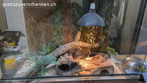 Terrarium