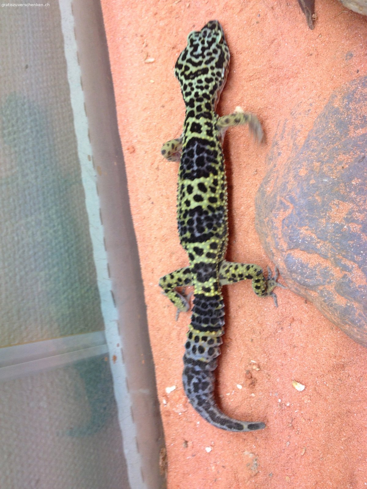 Terrarium. Gratis abzugeben wegen Platzmangel  mit Zubehör Lampen Wärme Matte 
muss Selbst abgeholt werden