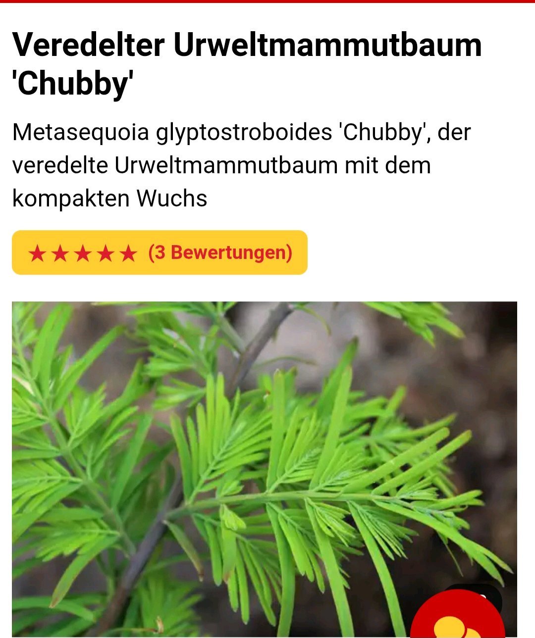 Urweltmammutbaum veredelter. Wegen Platzmangel muess er leider weg.
Veredelter Urmammutbaum.
Siehe Beschreibung in Fotos 4+5
leider hat er auch Hagel abgekommen im dem Äste betroffen waren, aber wachsen ja nach.
Er verliehrt im Herbst seine Nadeln.
Grösse ab Topf; 
h.ca.1.20cm breitestestelle oben ca.70cm.
Bei 100% zusage vorem Haus deponiert.
PS: Der Baum ist Winterhart stand bei mir 2J im Topf ohne Winterschutz.
---------------------------------------------
Wird ohne Topf im Kübelsack verschenkt.