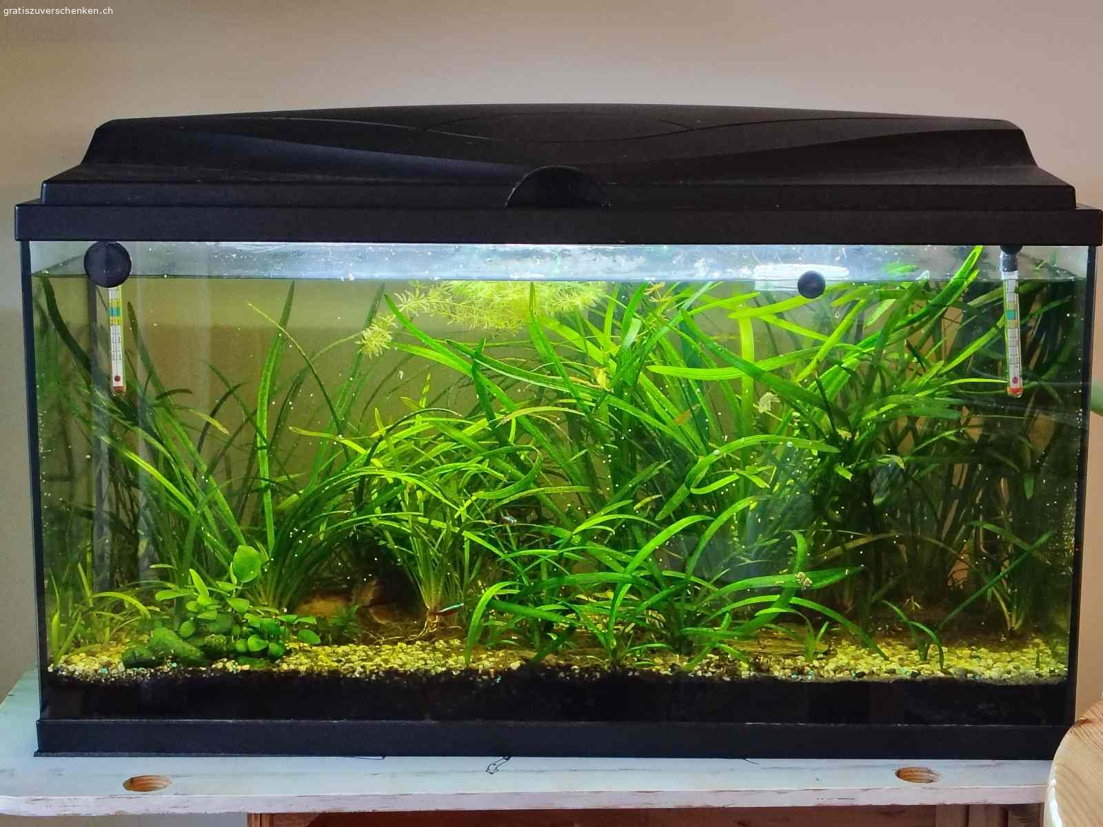 Vollglasaquarium mit Deckel (leer). Gebraucht, Beleuchtung, LED, muss dringend gesichert werden, auch als Aquaterrarium verwendbar