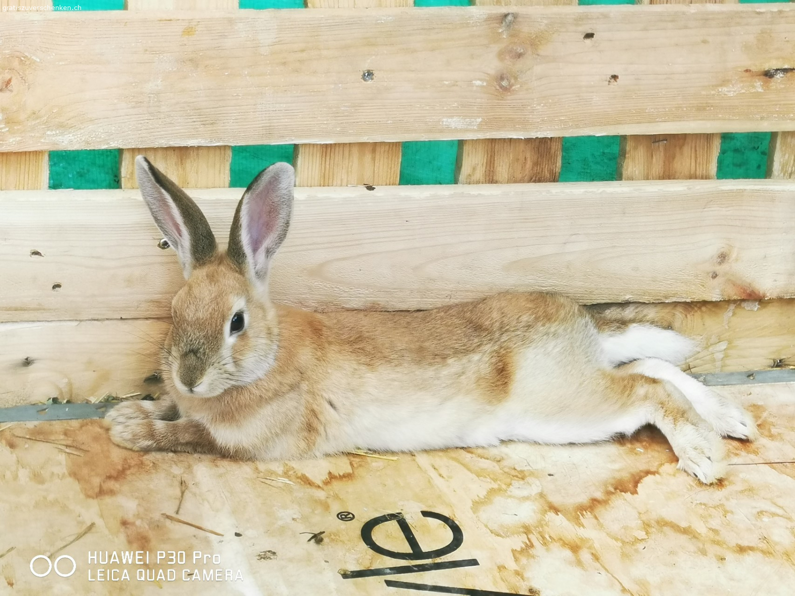 Zwerghäsli zu verschenke. Junge Zwerghase an artgerechte(Aussenhaltunglund liebevolle Hände zu verschenken
Häsli sind zwischen 2-8 Monate jung
In Schaffhausen abzuholen
Auch sind diverse Ställe und Zubehör zu haben