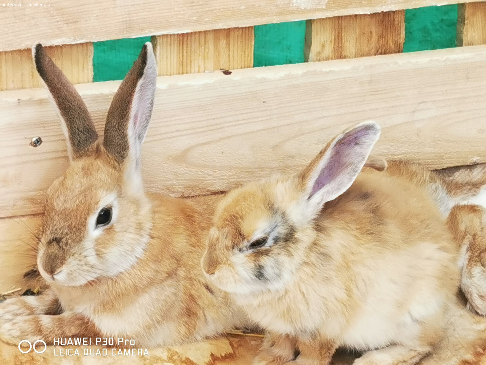 Zwerghäsli zu verschenke. Junge Zwerghase an artgerechte(Aussenhaltunglund liebevolle Hände zu verschenken
Häsli sind zwischen 2-8 Monate jung
In Schaffhausen abzuholen
Auch sind diverse Ställe und Zubehör zu haben