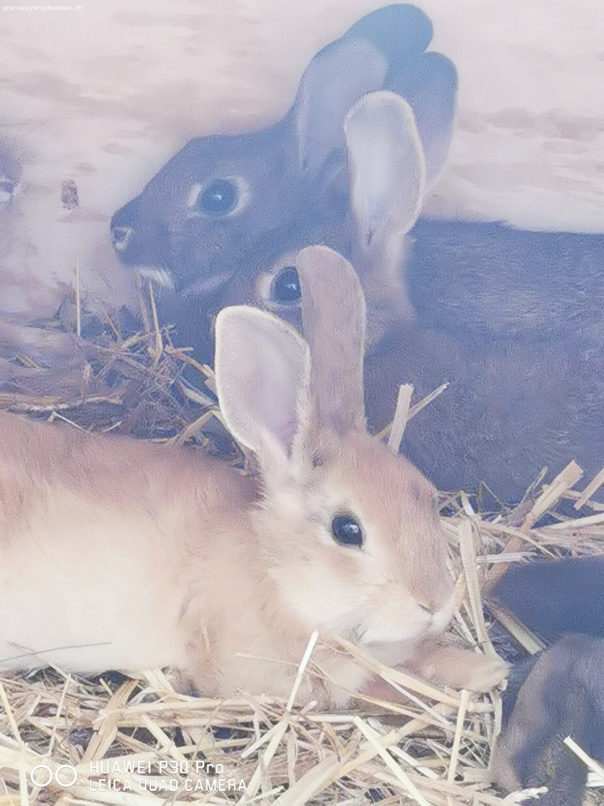 Zwerghäsli zu verschenke. Junge Zwerghase an artgerechte(Aussenhaltunglund liebevolle Hände zu verschenken
Häsli sind zwischen 2-8 Monate jung
In Schaffhausen abzuholen
Auch sind diverse Ställe und Zubehör zu haben