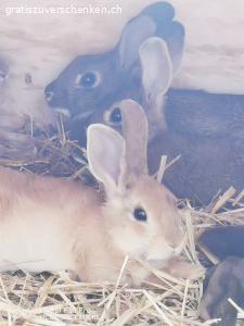 Zwerghäsli zu verschenke. Junge Zwerghase an artgerechte(Aussenhaltunglund liebevolle Hände zu verschenken
Häsli sind zwischen 2-8 Monate jung
In Schaffhausen abzuholen
Auch sind diverse Ställe und Zubehör zu haben
